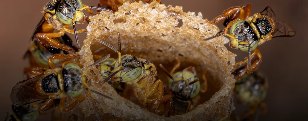 Meliponicultura: Criação e Manejo de abelhas sem ferrão