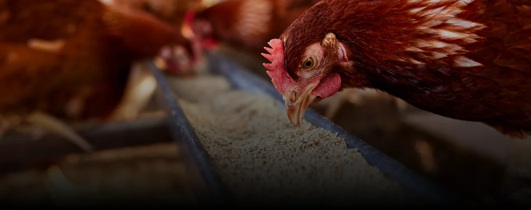 Alternativas Alimentares na Avicultura Caipira