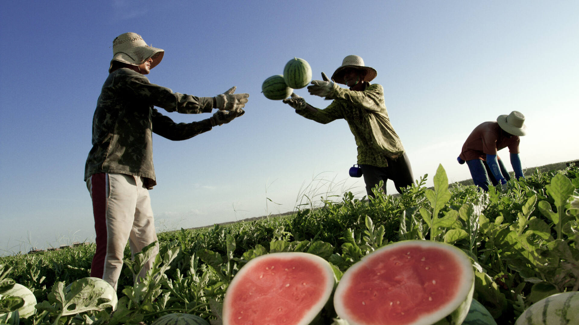 Imagem com a frase: Juntos, plantamos o futuro do agro.