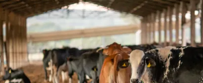 Curso SENAR Goiás Boas Práticas Agropecuárias para Queijarias Artesanais