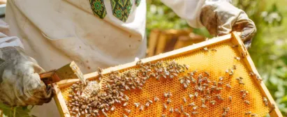 Curso fabricação de mel produtos de abelhas senar
