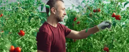 Curso-Nutrição-do-Solo-para-Cultivo-de-Tomate-Senar-Goiás