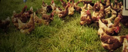SENAR GO Alternativas alimentares na avicultura caipira Infos Publicacao