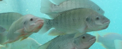 Senar goias curso criação de peixes camarões bioflocos