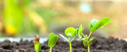 Bioinsumos Curso Senar Goiás