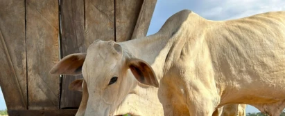 Senar-Goiás-Balanceamento-de-Rações-para-Ruminantes