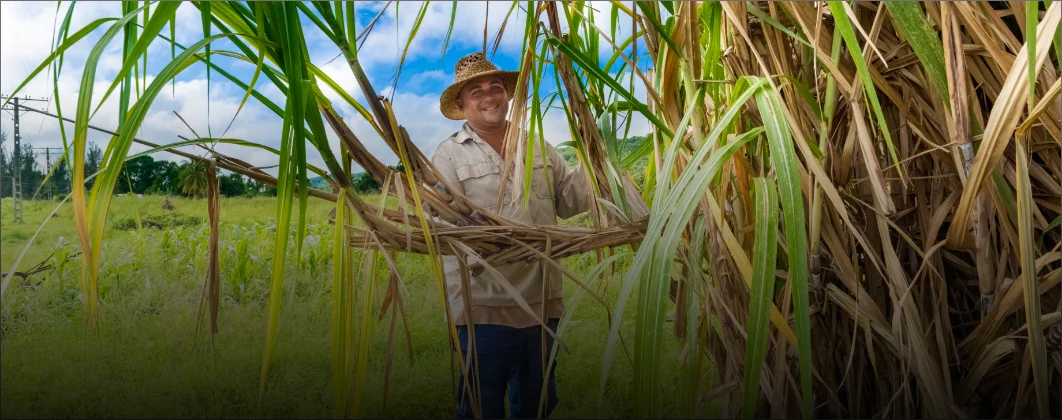 Nutrição do solo para cultivo de cana-de-açúcar e capineira