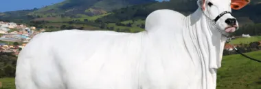 Vaca Nelore goiana está revolucionando a Bovinocultura de Corte