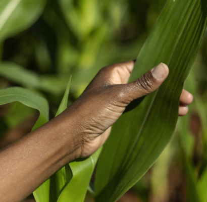 Bioinsumos na agricultura e suas vantagens