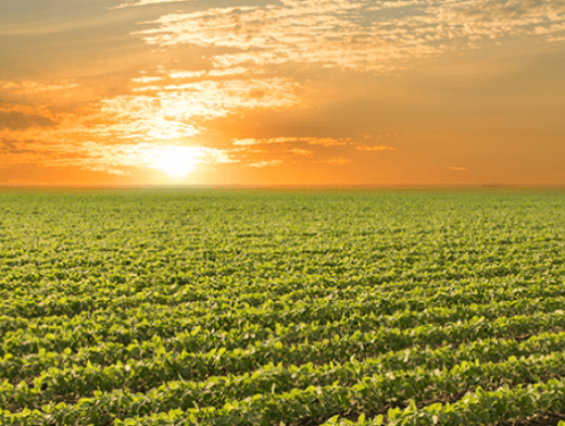 Agricultura de Precisão ao alcance de grandes e pequenos produtores Agricultura de Precisão ao alcance de grandes e pequenos produtores